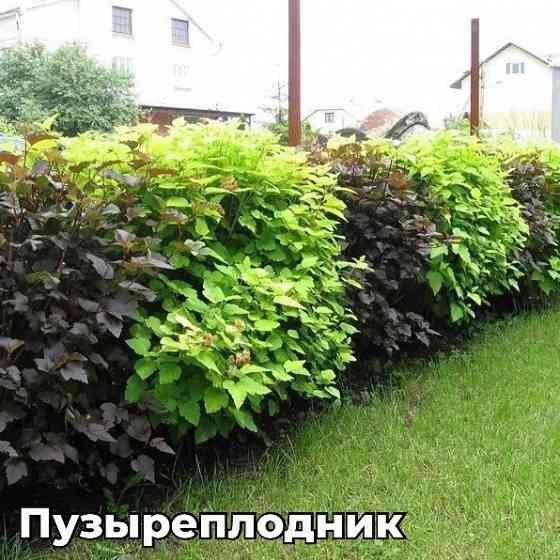 Пузыреплодник Диабло Донецк