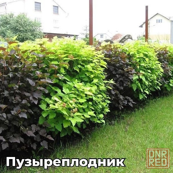 Пузыреплодник Диабло Донецк - изображение 3