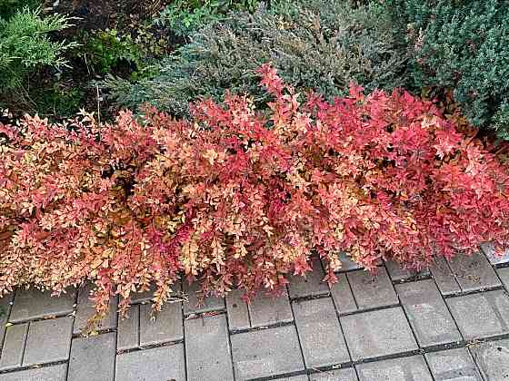 Спирея 'Froebelii' Донецк