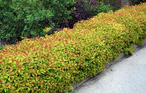 Спирея 'Froebelii' Донецк