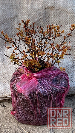 Спирея 'Froebelii' Донецк - изображение 4