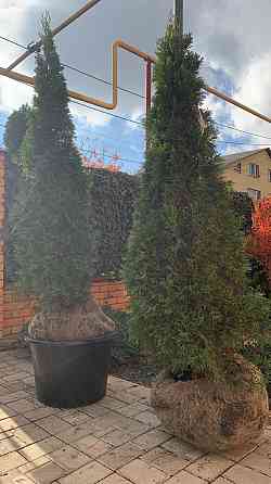 Хвойные/Туи/Смарагд Донецк