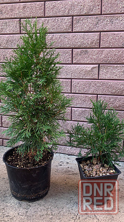 Хвойные/Туи/Смарагд Донецк - изображение 5