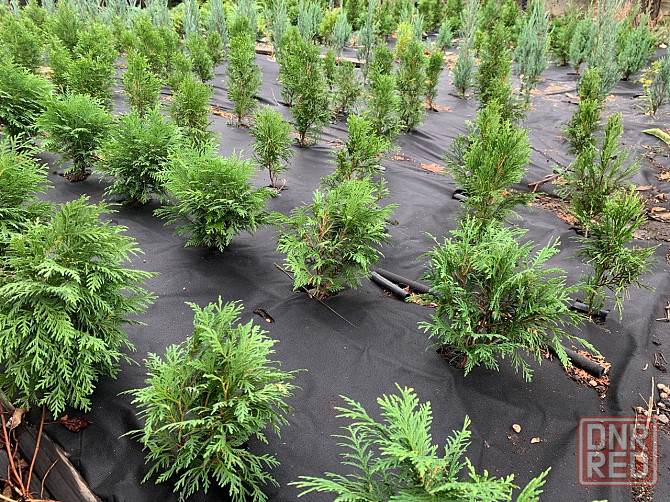 Хвойные/Туи/Смарагд Донецк - изображение 6