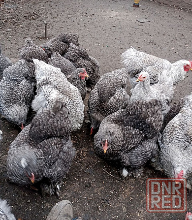 Продаются куры Кохинхин полосатый Донецк - изображение 2
