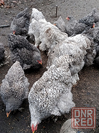 Продаются куры Кохинхин полосатый Донецк - изображение 3